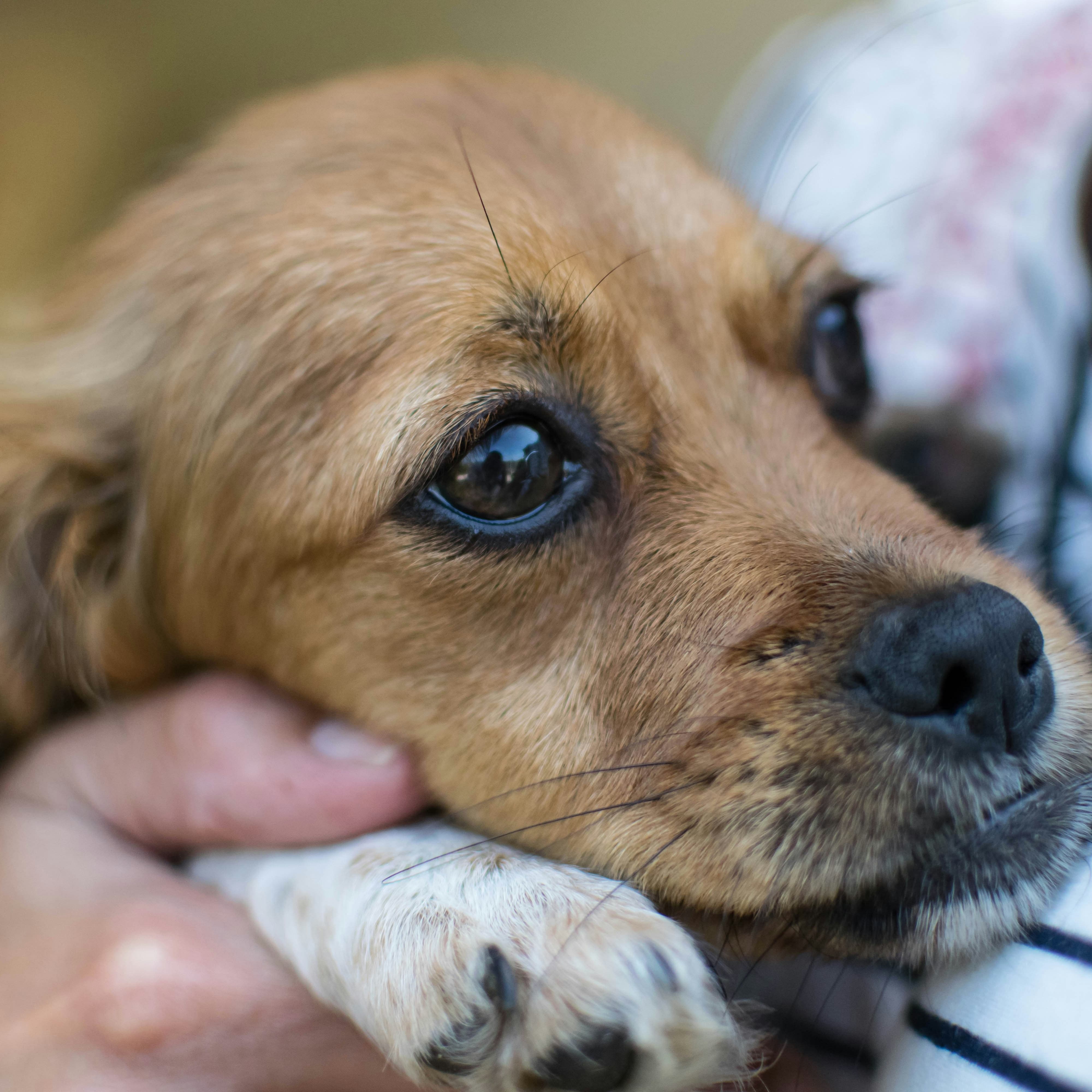 Gallery Detail: How To Keep Your Dog Calm During Fireworks 7 Proven