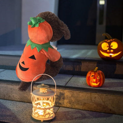 🎃 Halloween 2025 Is Almost Here: Best Dog Costumes & Pet Supplies Guide