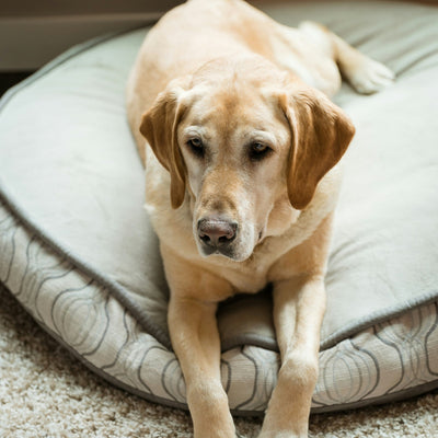 How to Choose the Perfect Bed for Your Cat or Dog: Comfort, Size & Style Guide
