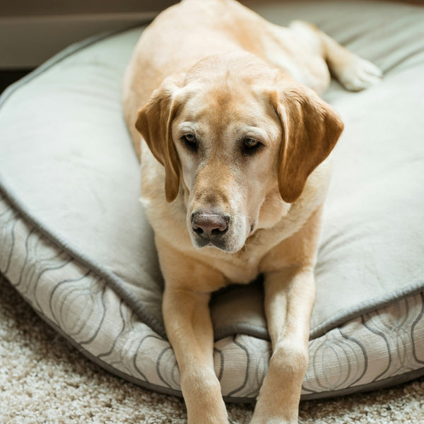 How to Choose the Perfect Bed for Your Cat or Dog: Comfort, Size & Style Guide