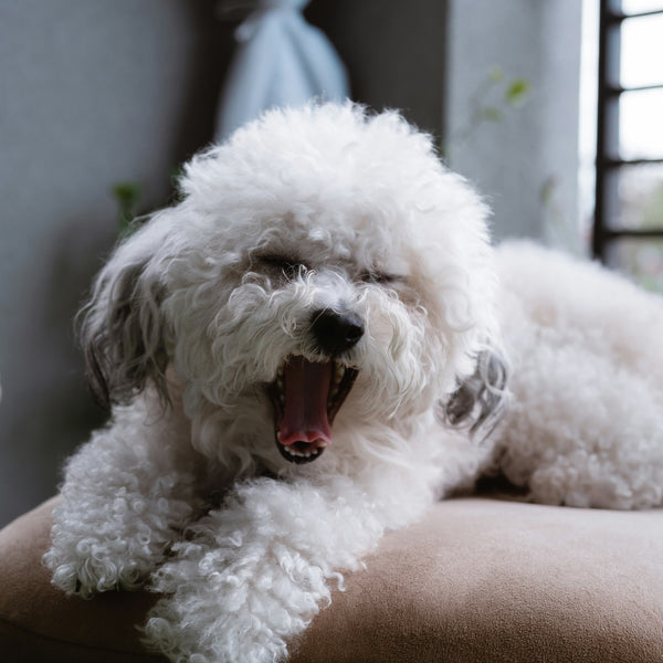 How to Stop Your Dog from Barking Excessively: 6 Proven Solutions for Peaceful Homes