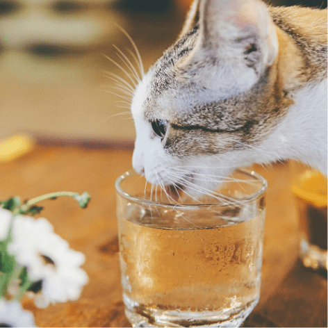 🐱 Why Every Cat Owner Should Switch to an Automatic Water Fountain