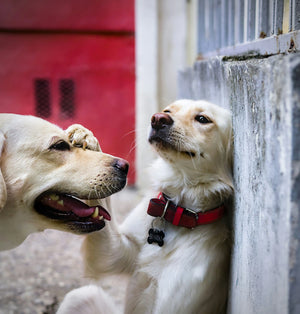 PET COLLARS