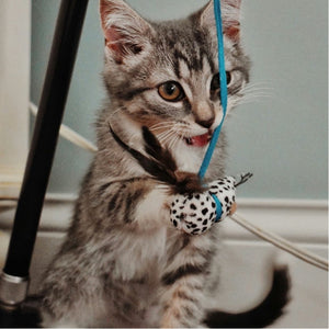 Pet Toys - YOYOCO