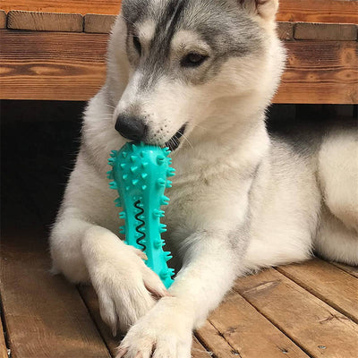 Durable Dog Chew Toy for Aggressive Chewers – Rubber Molar Toothbrush Stick with Squeaker for Small & Medium Dogs – Dental Cleaning Aid