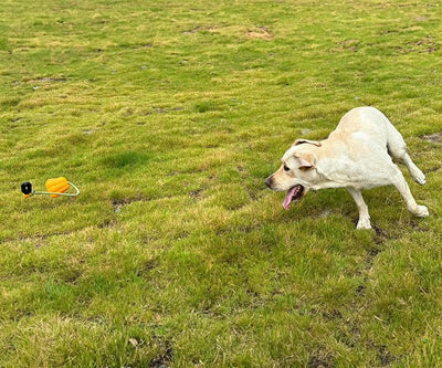 Durable Pumpkin Rope Fetch Toy – Indestructible Fleece TPR for Medium & Large Dogs - 0