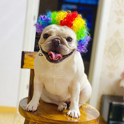 Funny Pet Wig for Dogs & Cats – Afro, Pigtail & Clown Style Costume Wig | Halloween & Party Pet Accessories - 0