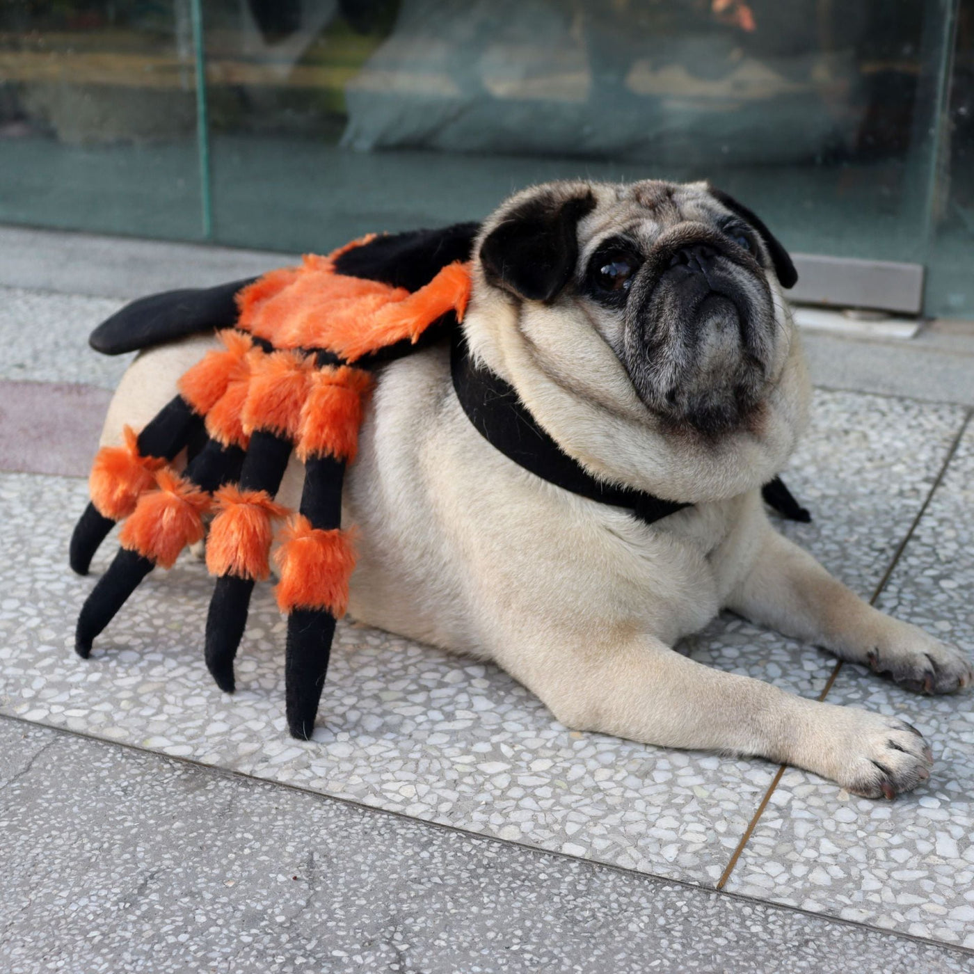 Halloween Spider Pet Costume – Funny Dog & Cat Outfit with Red Eyes | Scary Pet Clothing - 0